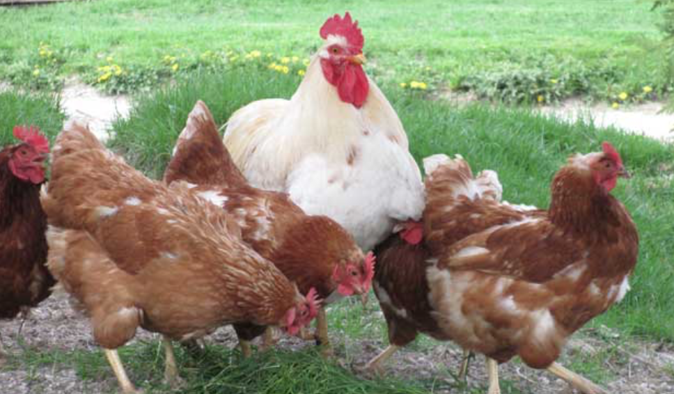 Vigliano, ladri in cascina: sono stati rubati 80 galli e galline