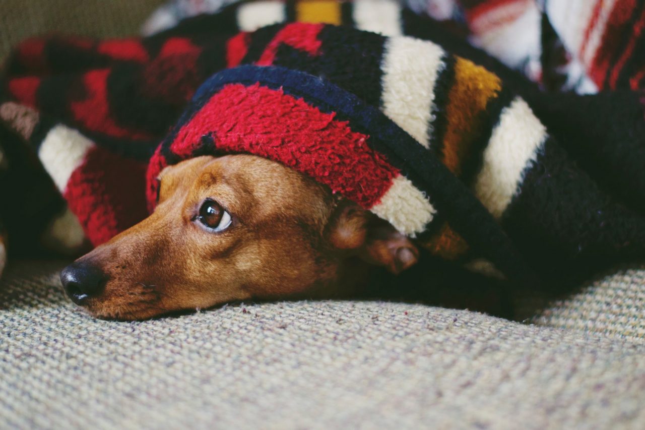 Pandemia, Punto Animal Friendly in supporto di chi è in difficoltà