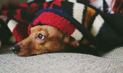 Pandemia, Punto Animal Friendly in supporto di chi è in difficoltà