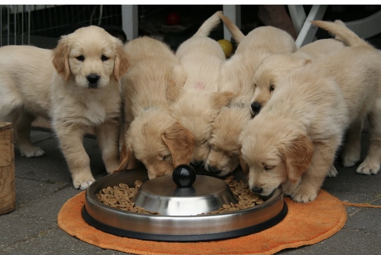 Furto di sei camion con cibo per animali