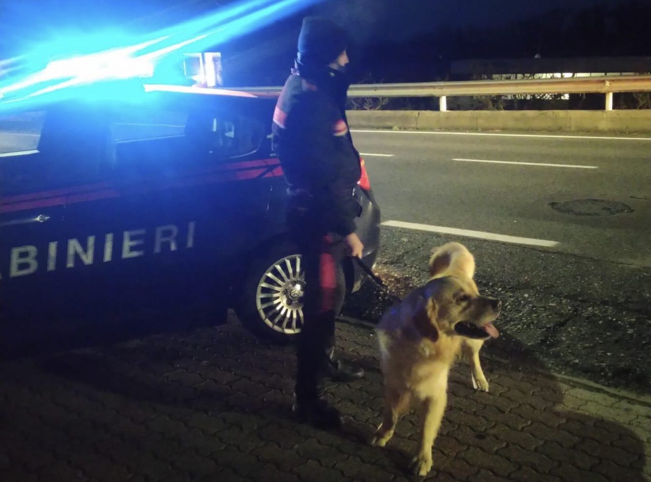 Golden Retriever a spasso sulla superstrada crea pericolo alla viabilità