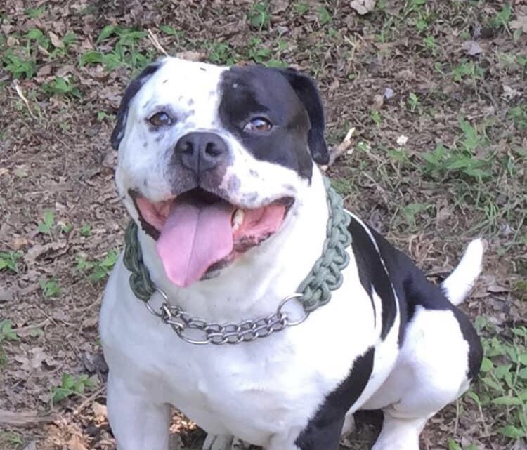 Ritrovato Fuego, l’american bully sparito otto giorni fa