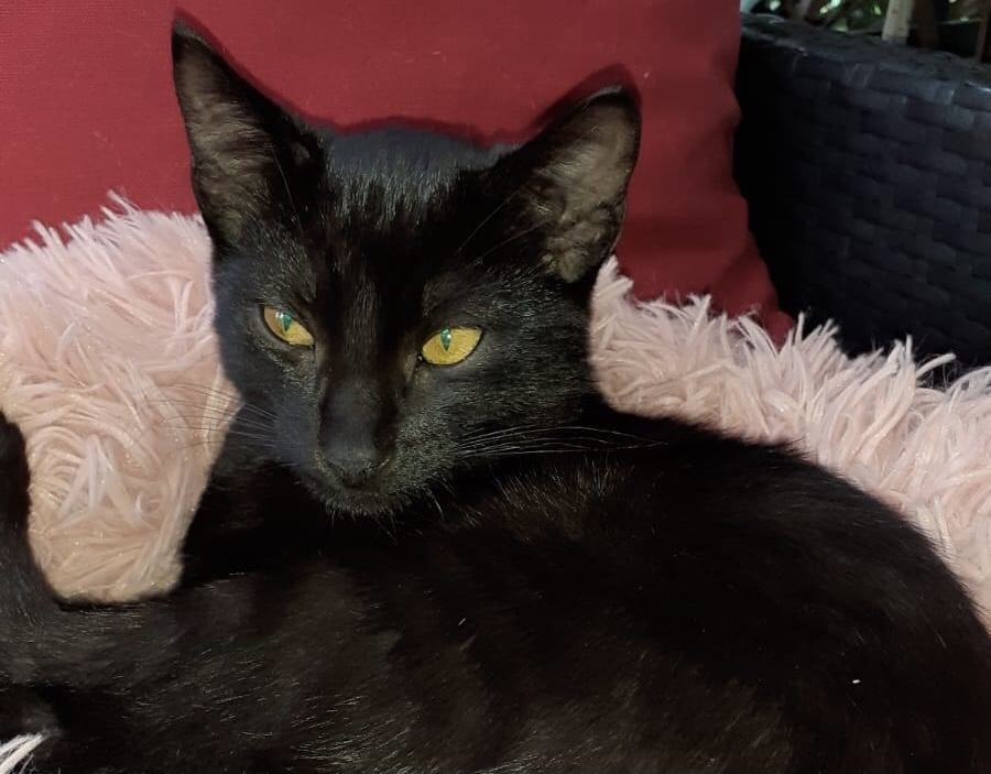 Chi ha visto questo bellissimo micio di 7 mesi? MASSIMA CONDIVISIONE