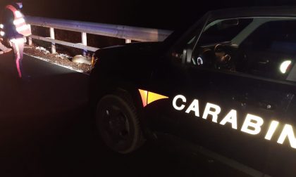 Travolge un capriolo di notte sulla provinciale della Valle Elvo: illeso, ma danni seri alla sua auto