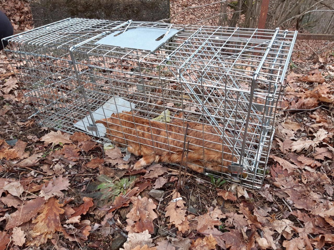 Gatto muore intrappolato in una gabbia a scatto