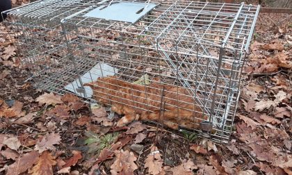 Gatto muore intrappolato in una gabbia a scatto