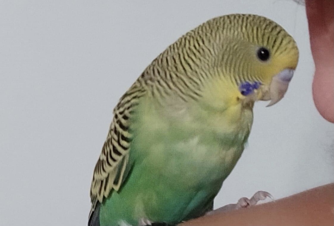 Chi ha visto Pippo? MASSIMA CONDIVISIONE