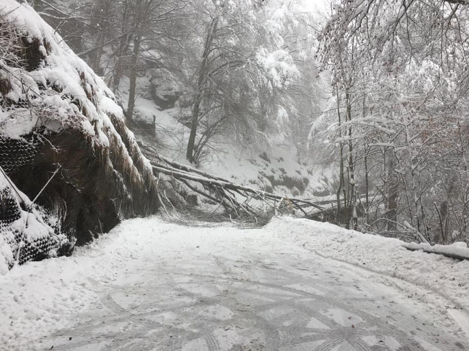 Oropa, pianta caduta, strada chiusa