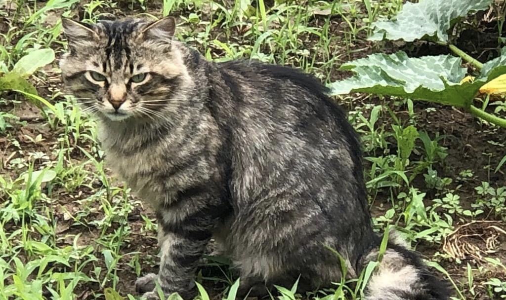 Chi ha visto questo bel micio? MASSIMA CONDIVISIONE