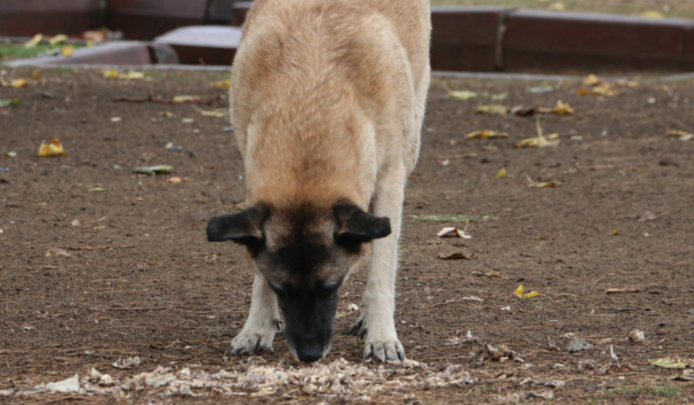 Pezzi di pollo avvelenati per uccidere i cani