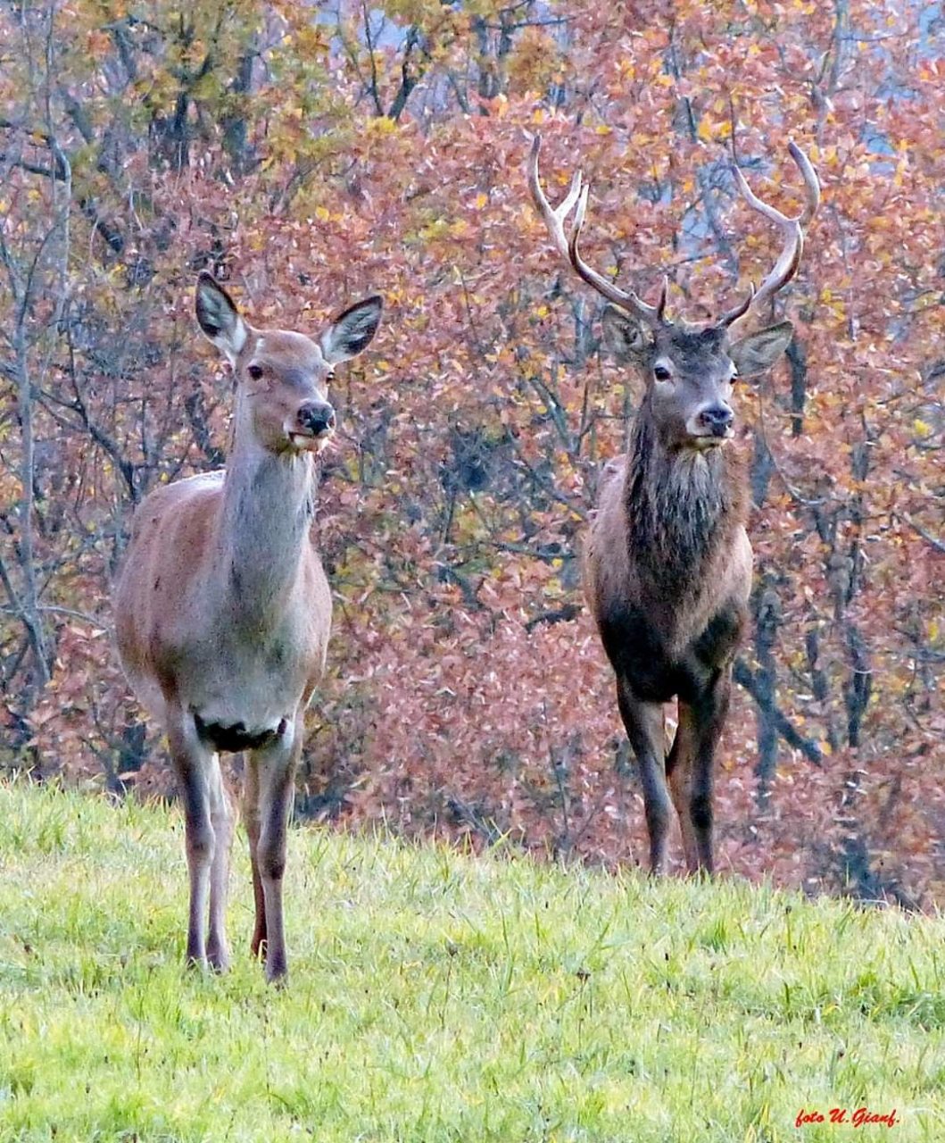 Era una cerva adulta l’animale selvatico ucciso dai bracconieri nei boschi di Andorno