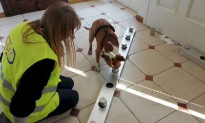 All'aeroporto di Cuneo verranno impiegati i cani "anti-Covid"