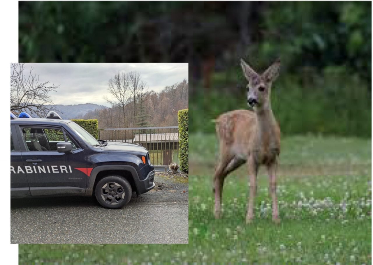 Capriolo resta incastrato nel recinto di una casa