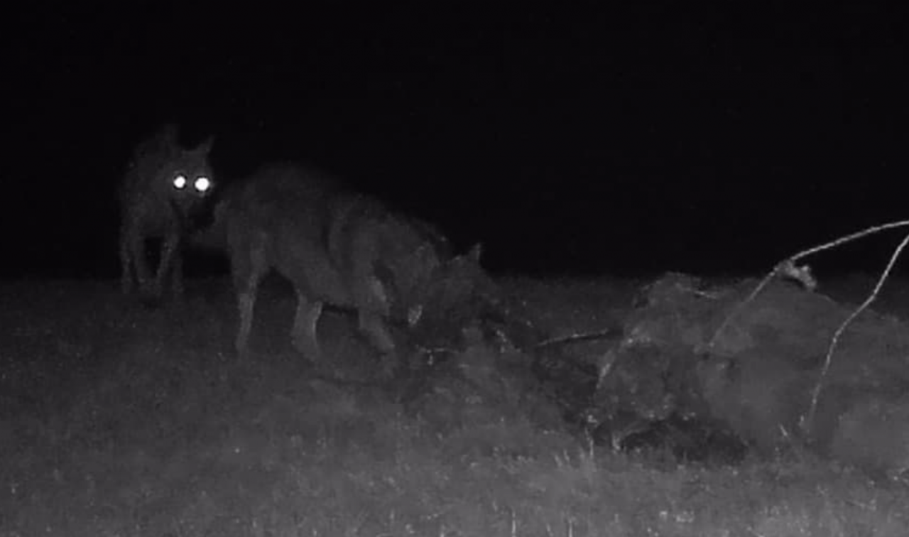 “Lupi sull’uscio di casa”, la segnalazione in Valle Elvo