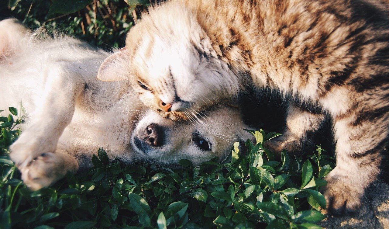 Legambiente: Come comportarsi con gli animali feriti, abbandonati, maltrattati