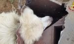 Cane con testa incastrata in tubo: video salvataggio dei vigili del fuoco