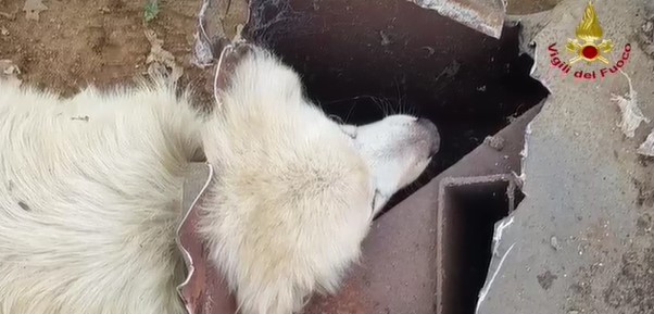 Cane con testa incastrata in tubo: video salvataggio dei vigili del fuoco