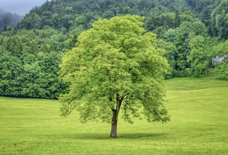 Un albero per ogni vittima di Covid-19. Il sindaco si oppone ed esplode la polemica