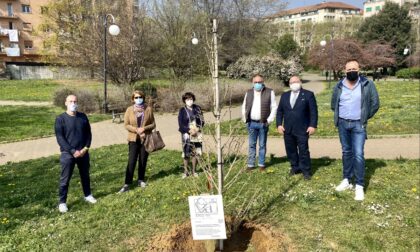 Biella, piantato un ginkobiloba in memoria delle vittime del Covid-19