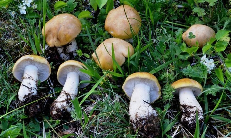 Riparte l’attività del centro micologico per il controllo funghi raccolti dai privati