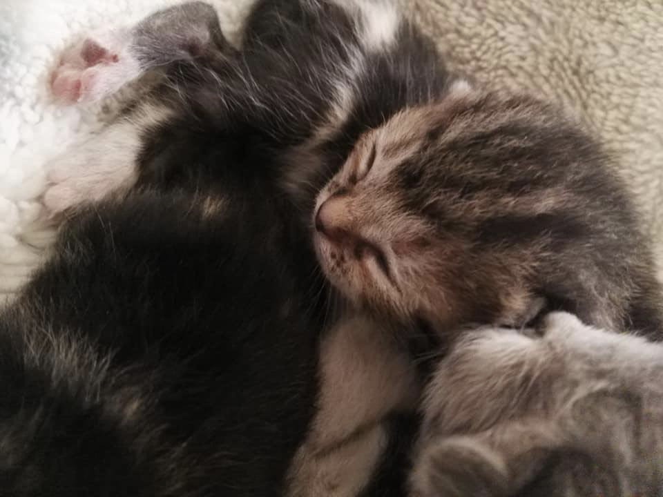 Ecco le foto dei cuccioli di gatto abbandonati. L’appello: “Aiutateci a trovare la loro mamma”