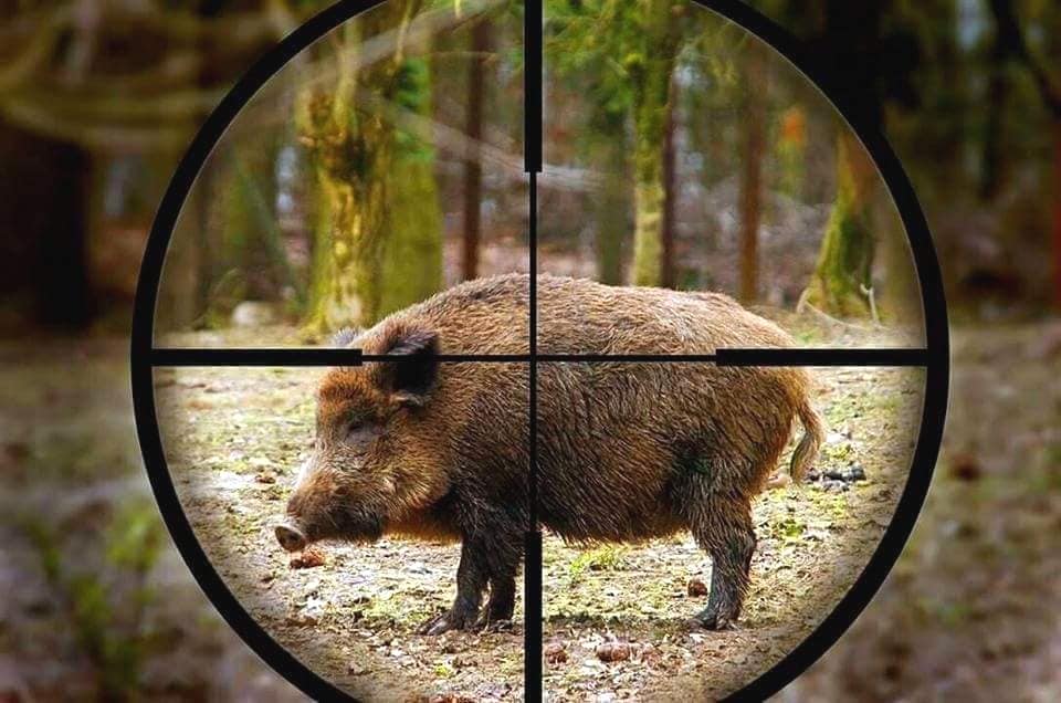 Cacciatore spara a un cinghiale che lo colpisce e gli recide l’arteria femorale