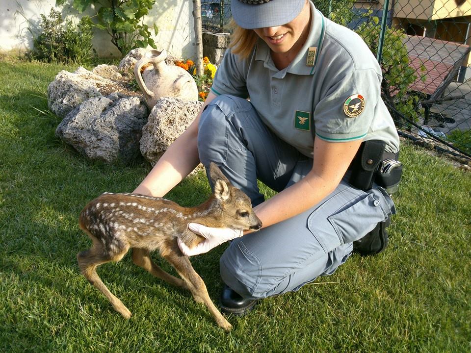 Doppio incidente con animali selvatici a Bioglio e a Villa del Bosco: automobilisti illesi