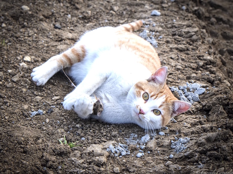 Gatto trovato agonizzante  nel cassonetto dei rifiuti