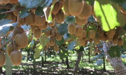 Gelo, agricoltura in ginocchio. La Regione: “Servono finanziamenti straordinari”