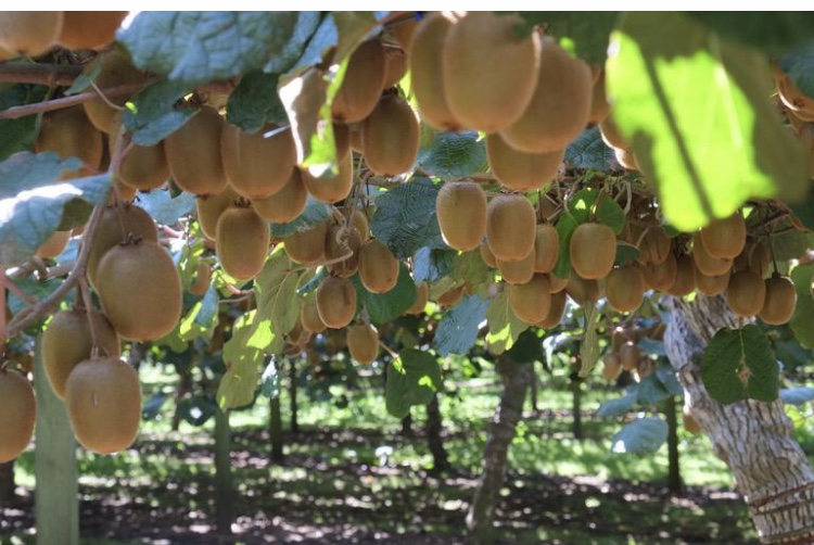 Gelo, agricoltura in ginocchio. La Regione: “Servono finanziamenti straordinari”