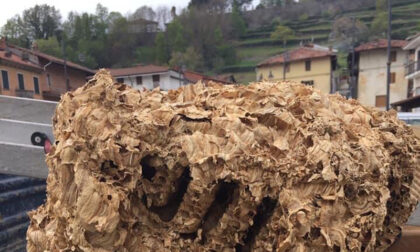 Apicoltura Piemonte: aperto il secondo bando regionale da 1,3 milioni
