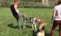 Istruttore cinofilo tira un calcio a un cane: il video che negli ultimi giorni ha sollevato un mare di polemiche