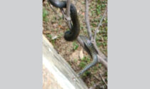 Trova un serpente in giardino, ecco il video