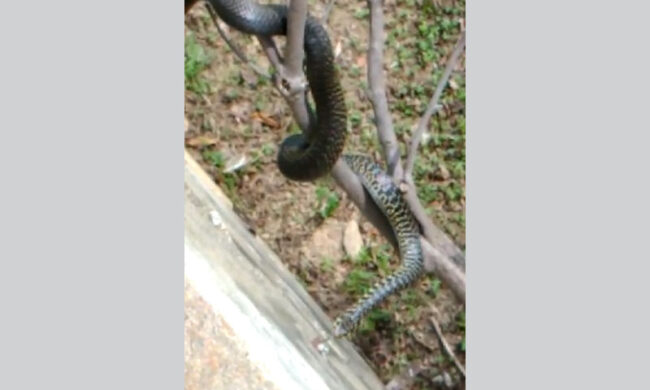 Trova un serpente in giardino, ecco il video