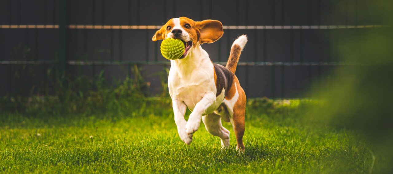 Dog sitter, ecco come iscriversi al registro regionale