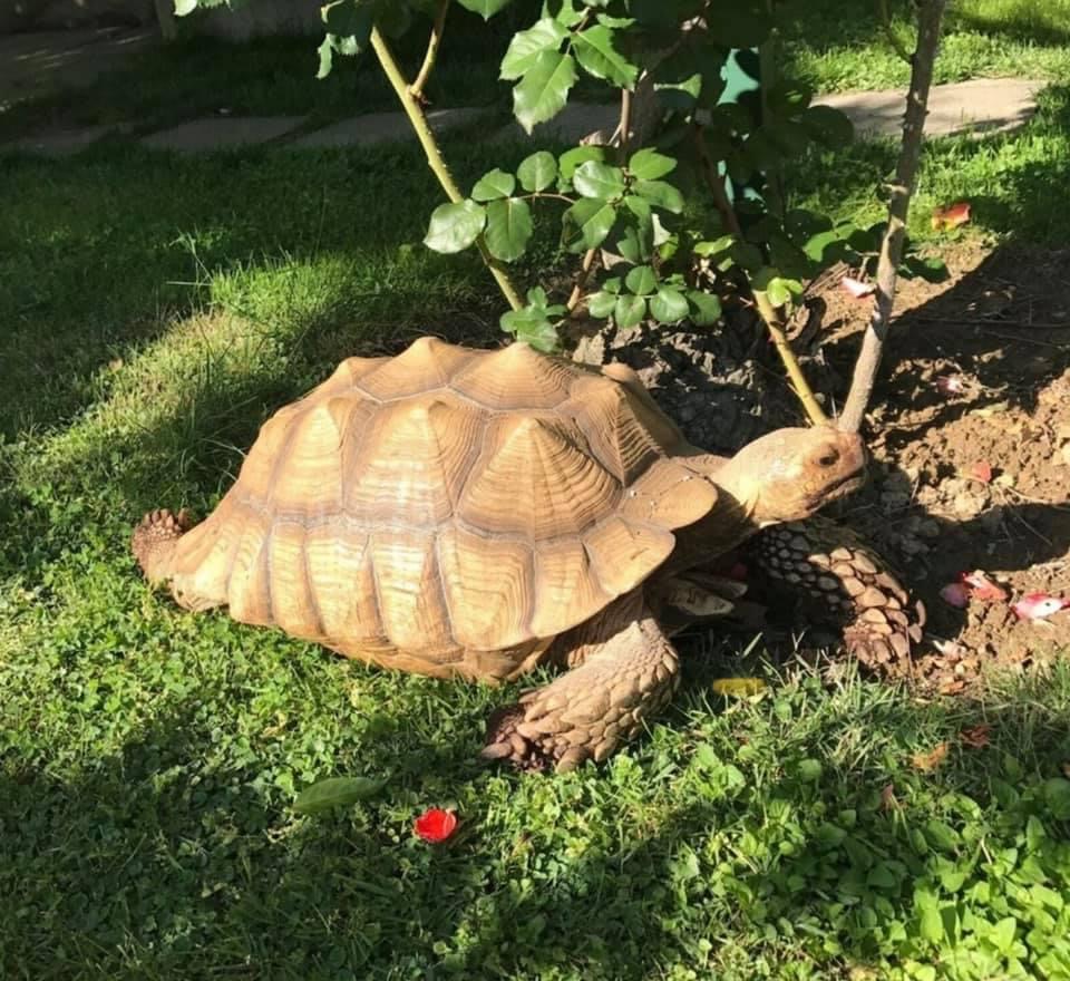 Tartaruga tropicale “scappa” di casa. Ecco i primi avvistamenti
