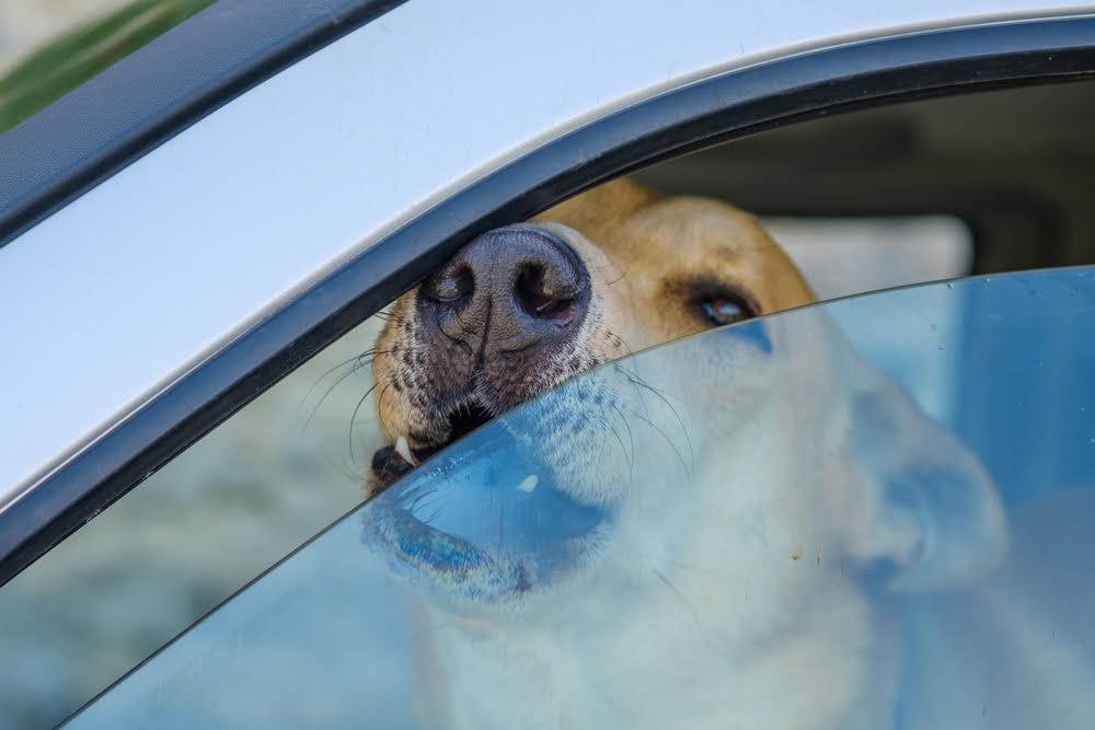 Lascia rinchiusi i due cani in auto per un’ora e mezza: identificato dalle forza dell’ordine