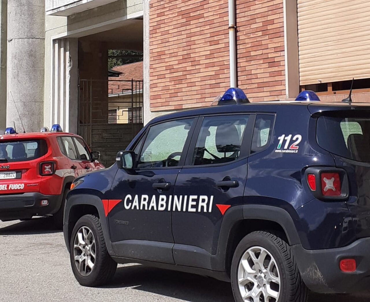 Maiali scappano da un allevamento