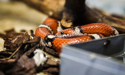 «Ci sono serpenti nel cortile»: scatta la lite tra inquilina e padrona di casa