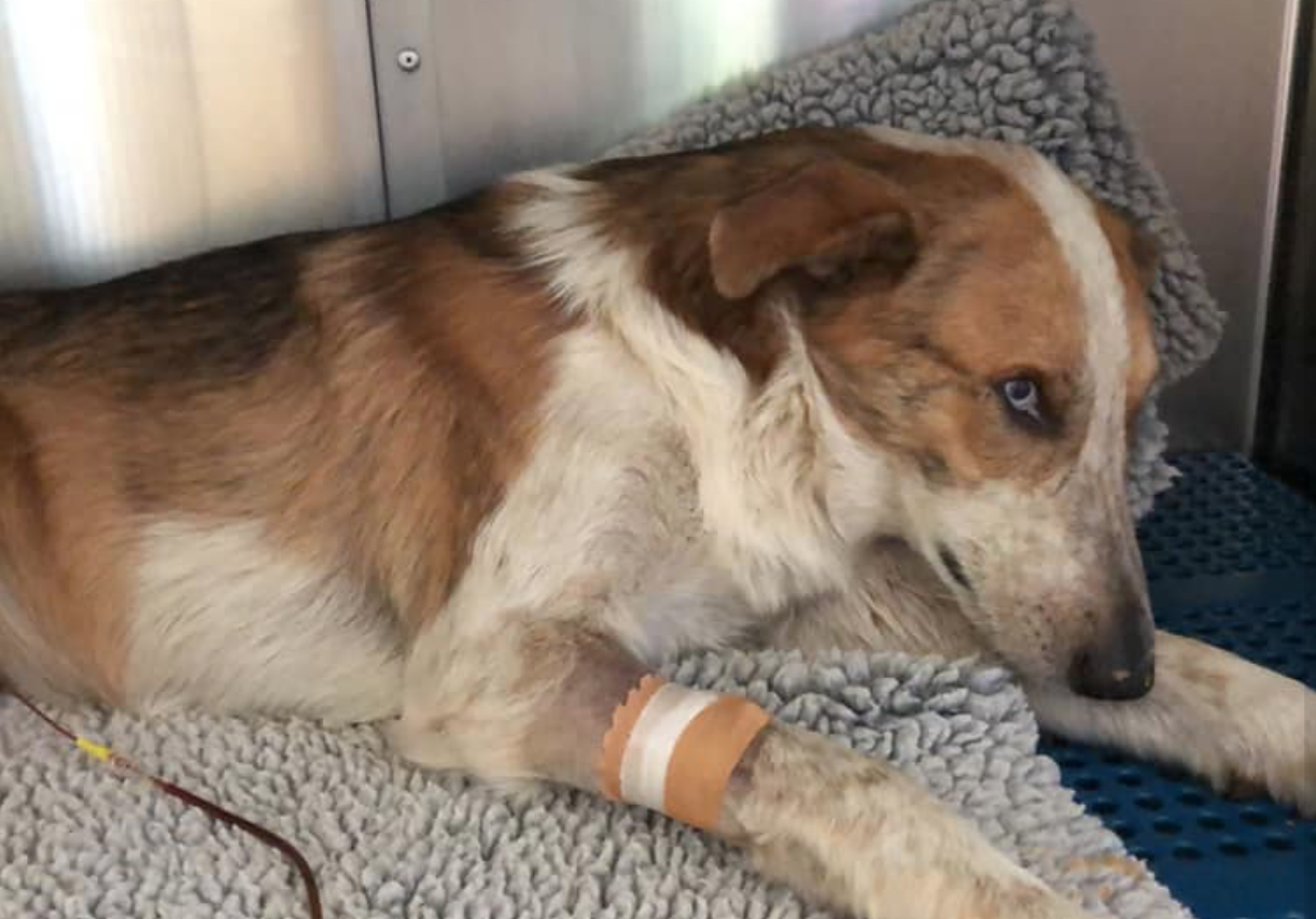 Salvato in extremis, servono cure: boom di condivisioni social per il cane Piccolo