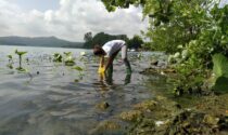 Lago di Viverone inquinato? Legambiente lancia l'allarme