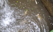 Sostanza velenosa uccide le trote pregiate nell'incubatoio di Camandona: caccia ai responsabili