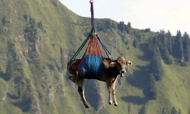 Mucca precipita nel vuoto durante un trasporto in elicottero
