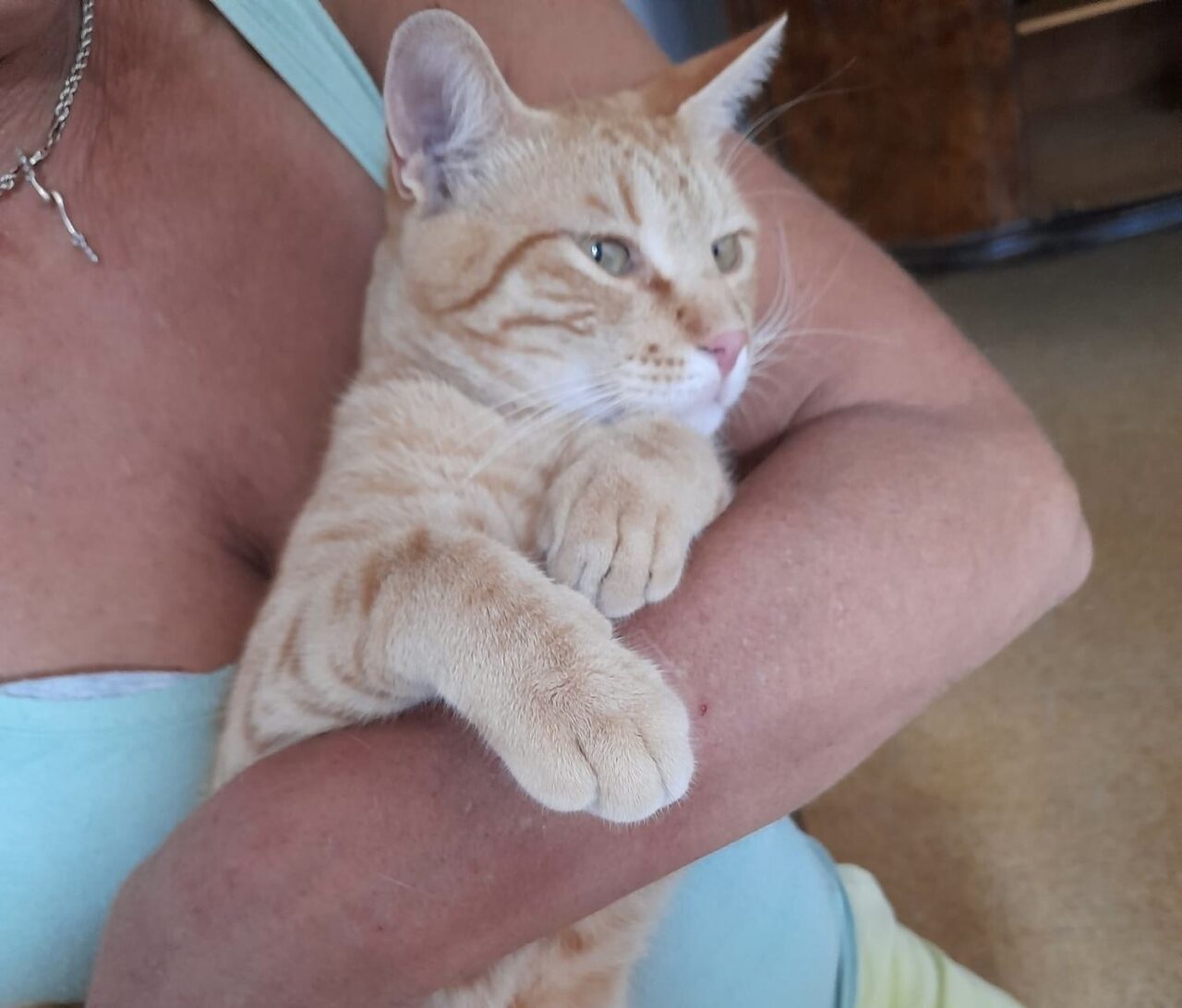 Di chi è questo bel micio?