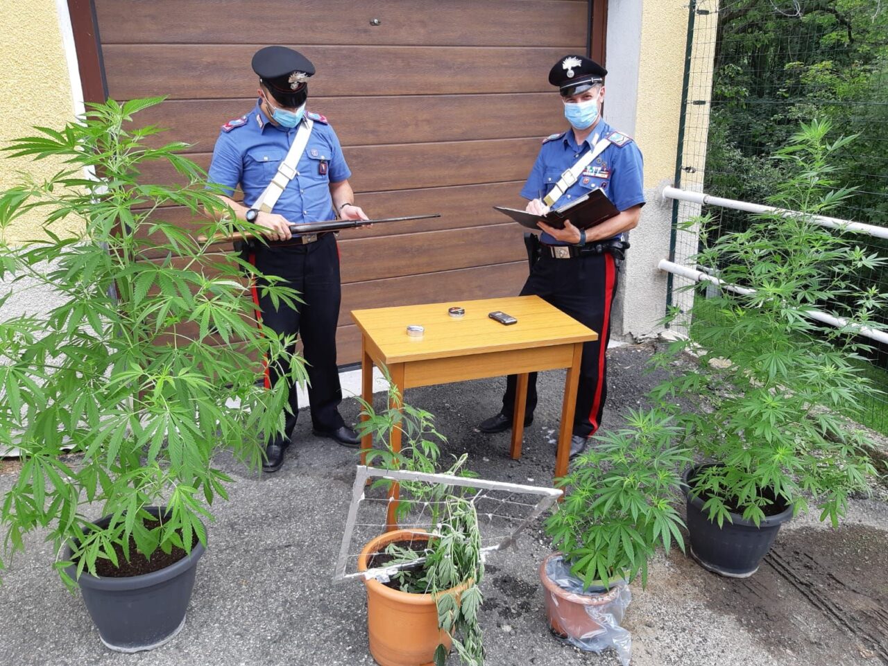 Condannato per tre piantine di marijuana coltivate in casa