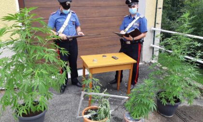 Condannato per tre piantine di marijuana coltivate in casa