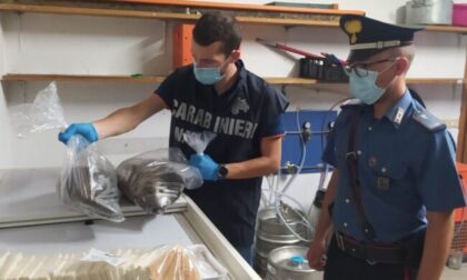 Carcasse di nutrie surgelate tra gli alimenti da servire ai clienti: barista denunciato