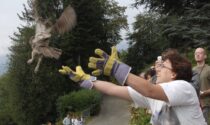 Torna la liberazione del rapaci al Parco Burcina. Ecco come e quando