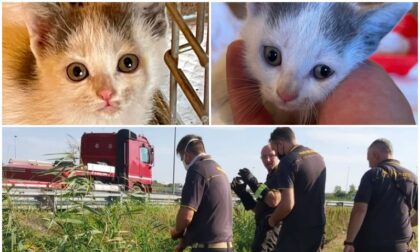 Si può essere così crudeli? Si disfano di un gattino lanciandolo dall'auto in corsa. Ma per fortuna...