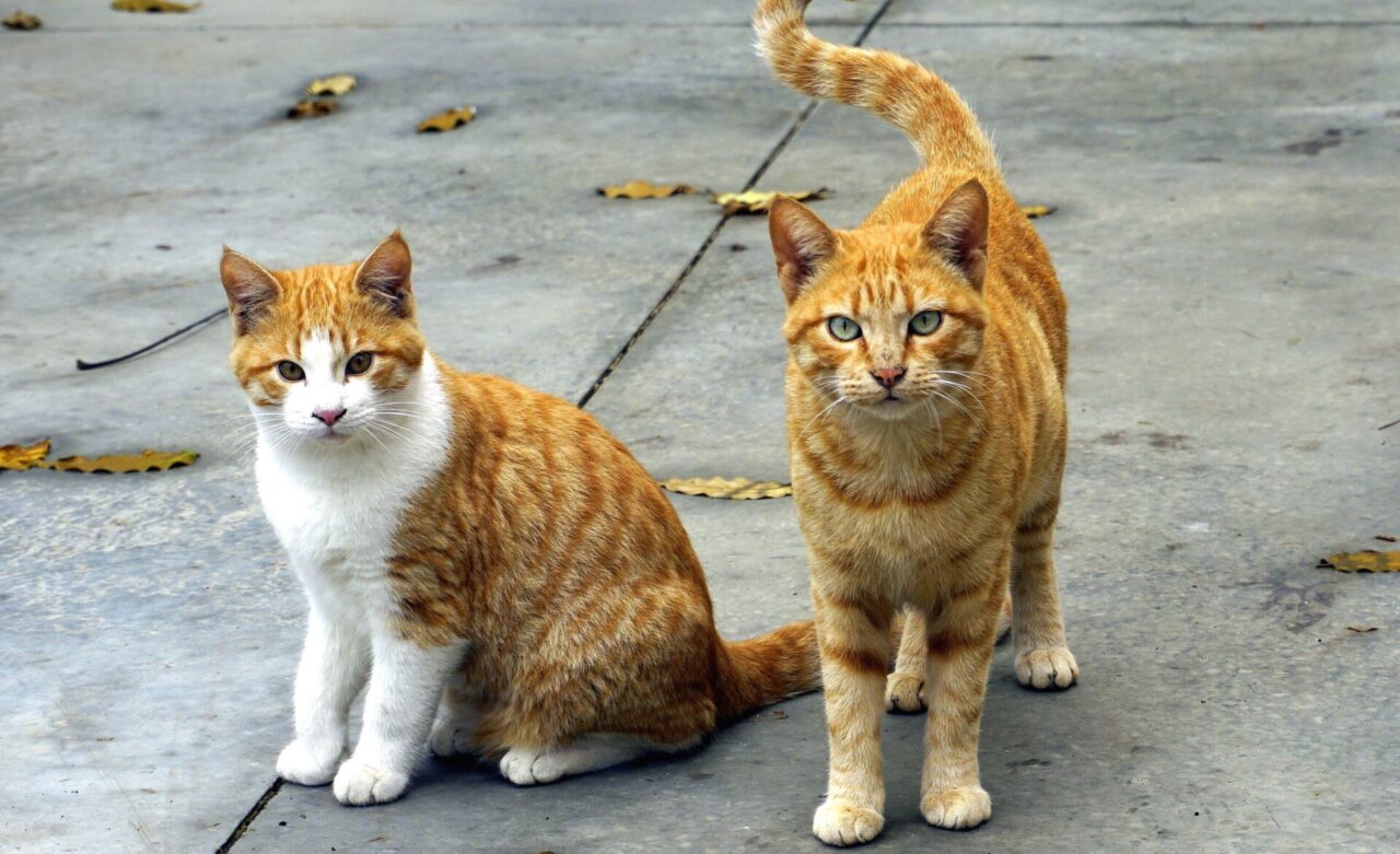 Popolazioni feline, aiuti per 4 Comuni biellesi